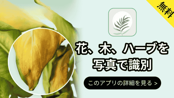 com.conceptivapps.blossom